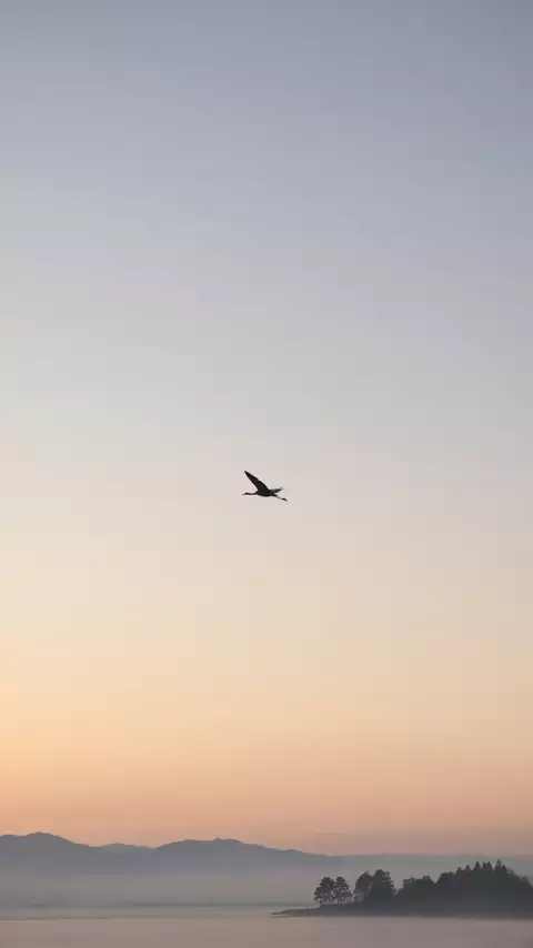 Crane Hour phone wallpaper in Animals